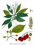 Bunchosia glandulifera