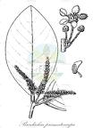 Burdachia prismatocarpa