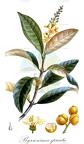 Byrsonima spicata