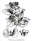 Callaeum psilophyllum