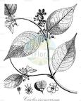 Carolus sinemariensis