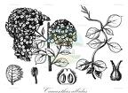 Caucanthus albidus