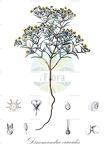 Dinemandra ericoides