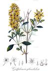 Galphimia glandulosa