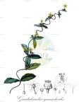 Gaudichaudia cynanchoides
