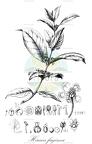 Hiraea faginea