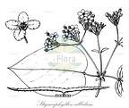 Stigmaphyllon albidum
