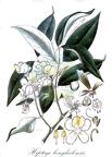 Hiptage benghalensis