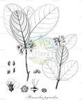 Pterandra pyroidea