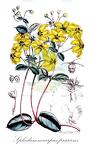 Sphedamnocarpus pruriens