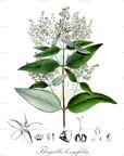 Thryallis longifolia