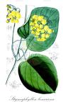 Stigmaphyllon bonariense