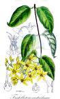 Tristellateia australasiae