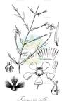 Tricomaria usillo