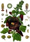 Alcea rosea