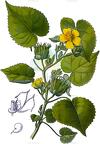 Abutilon theophrasti