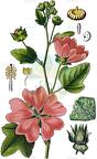 Malva thuringiaca