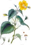 Pavonia burchellii