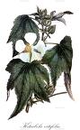 Kitaibela vitifolia