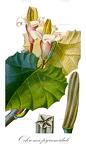 Ochroma pyramidale