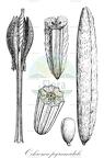 Ochroma pyramidale