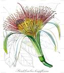 Pseudobombax longiflorum