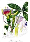 Pachira aquatica