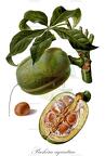 Pachira aquatica