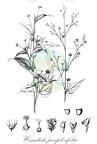 Wissadula periplocifolia