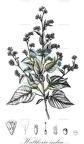 Waltheria indica