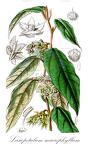 Lasiopetalum macrophyllum