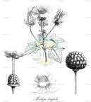 Malope trifida