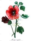 Malope trifida