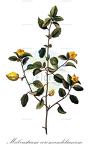 Malvastrum coromandelianum
