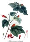 Malvaviscus arboreus