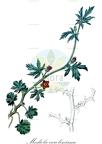 Modiola caroliniana