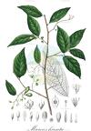Microcos hirsuta