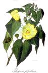 Thespesia populnea