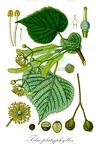 Tilia platyphyllos