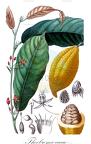 Theobroma cacao