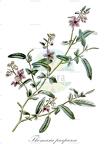 Thomasia purpurea