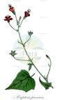 Periptera punicea