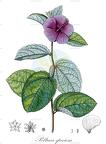 Peltaea speciosa