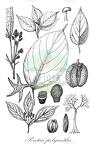 Pentace polyantha