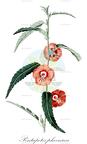 Pentapetes phoenicea