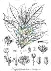 Scaphopetalum thonneri