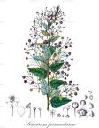 Sidastrum paniculatum