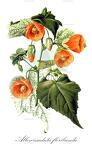 Allowissadula floribunda