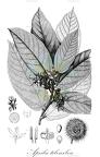 Apeiba tibourbou