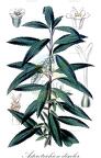 Asterotrichion discolor